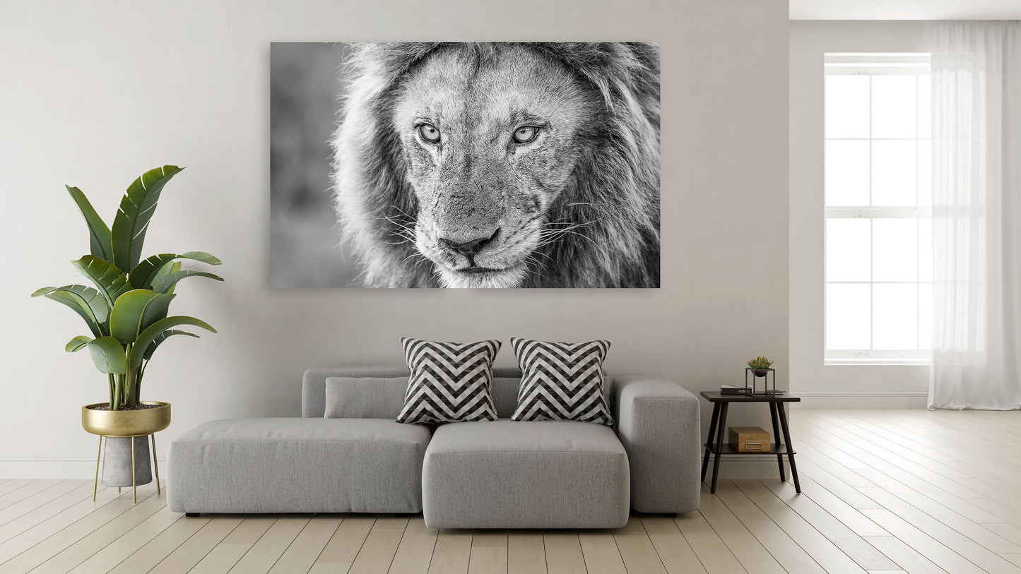 Lion africain